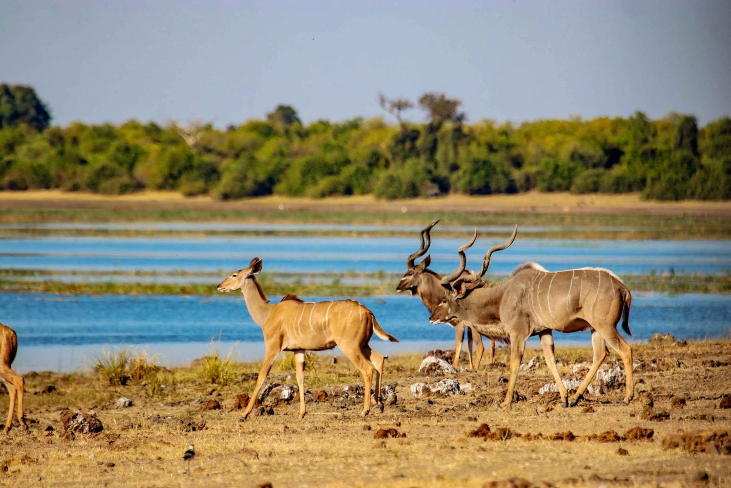 Safari z noclegiem na kempingu w Chobe