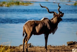 Chobe Overnight Camping Safaris