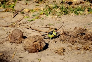 Chobe Overnight Camping Safaris