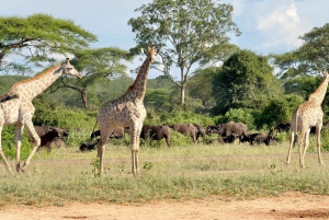 Chobe Overnight Trip, (natkørsel, landsbyvandring, camping)