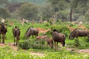 Chobe Overnight Trip, (natkørsel, landsbyvandring, camping)
