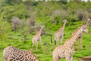 Chobe Overnight Trip, (natkørsel, landsbyvandring, camping)