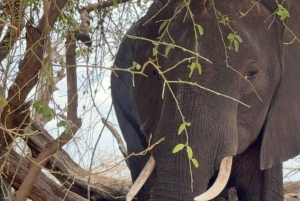 Chobe Overnight Trip, (natkørsel, landsbyvandring, camping)