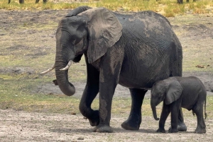 Chobe Overnight Trip, (natkørsel, landsbyvandring, camping)