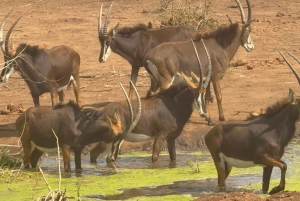 Chobe Overnight Trip, (natkørsel, landsbyvandring, camping)