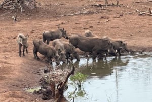 Chobe Overnight Trip, (natkørsel, landsbyvandring, camping)