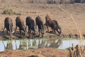 Chobe Overnight Trip, (natkørsel, landsbyvandring, camping)