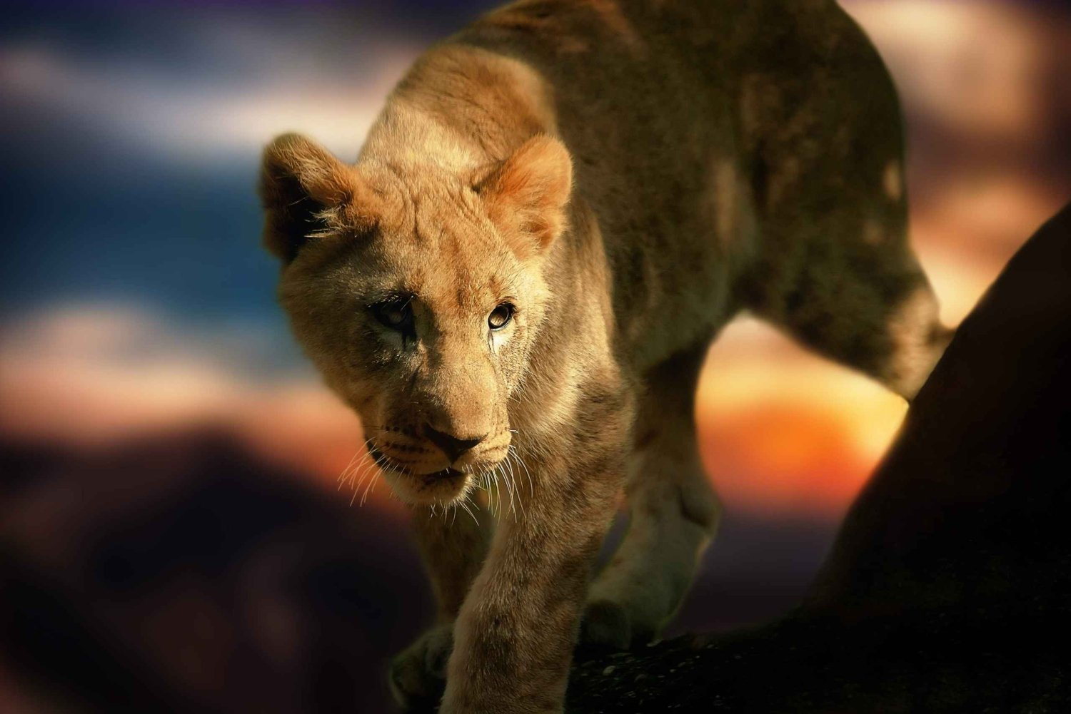 Chobe Private Day Trip A Luxury Safari Experience