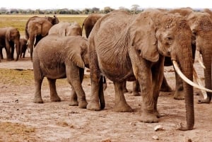 Chobe Private Day Trip A Luxury Safari Experience