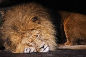 Chobe Private Day Trip A Luxury Safari Experience