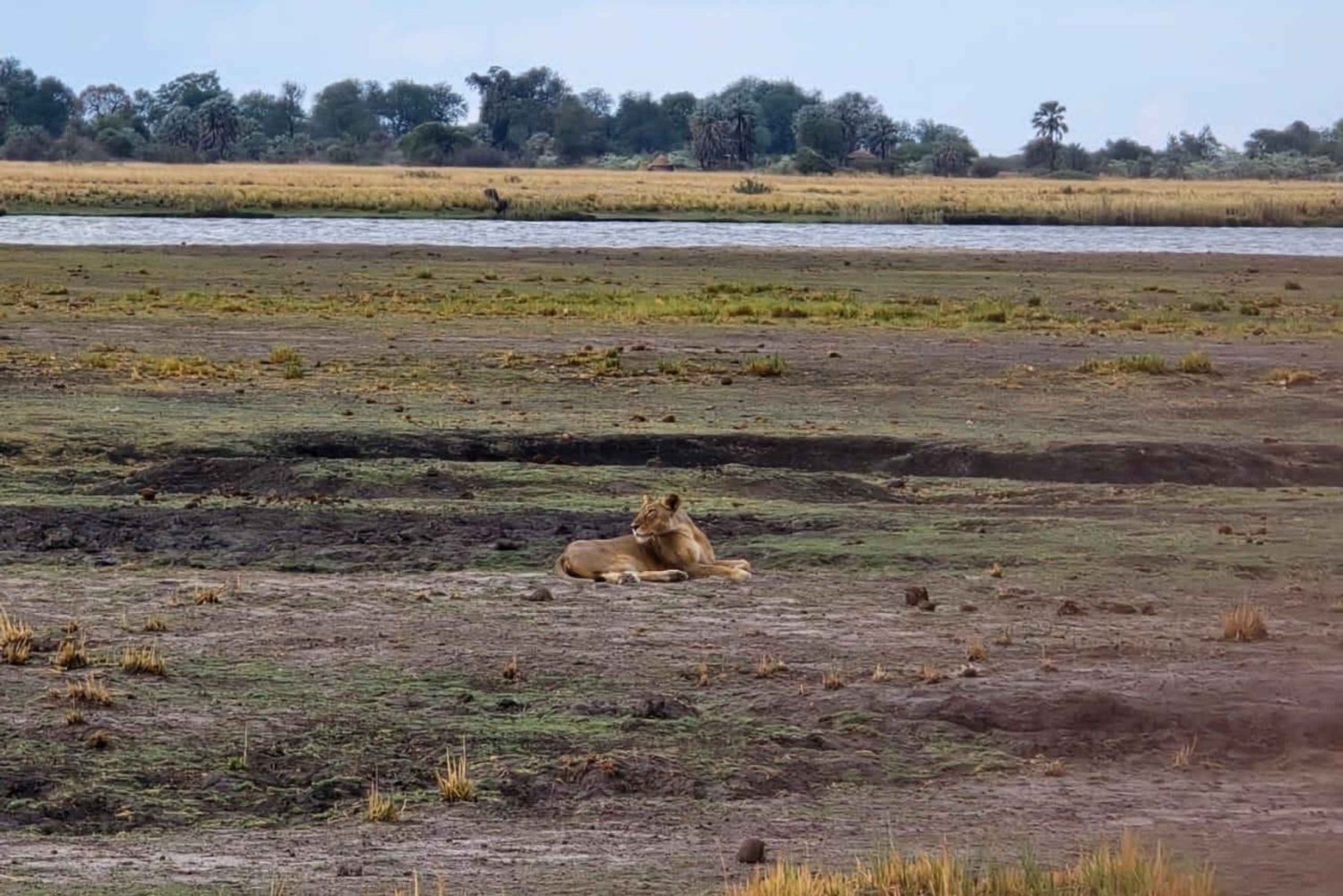 Crucero al atardecer por el río Chobe
