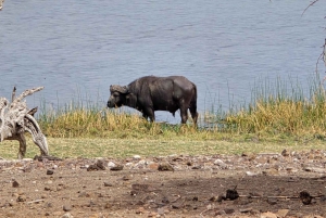 Chobe River Sunset Cruise