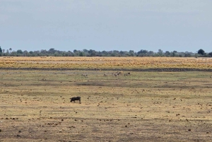 Chobe River Sunset Cruise