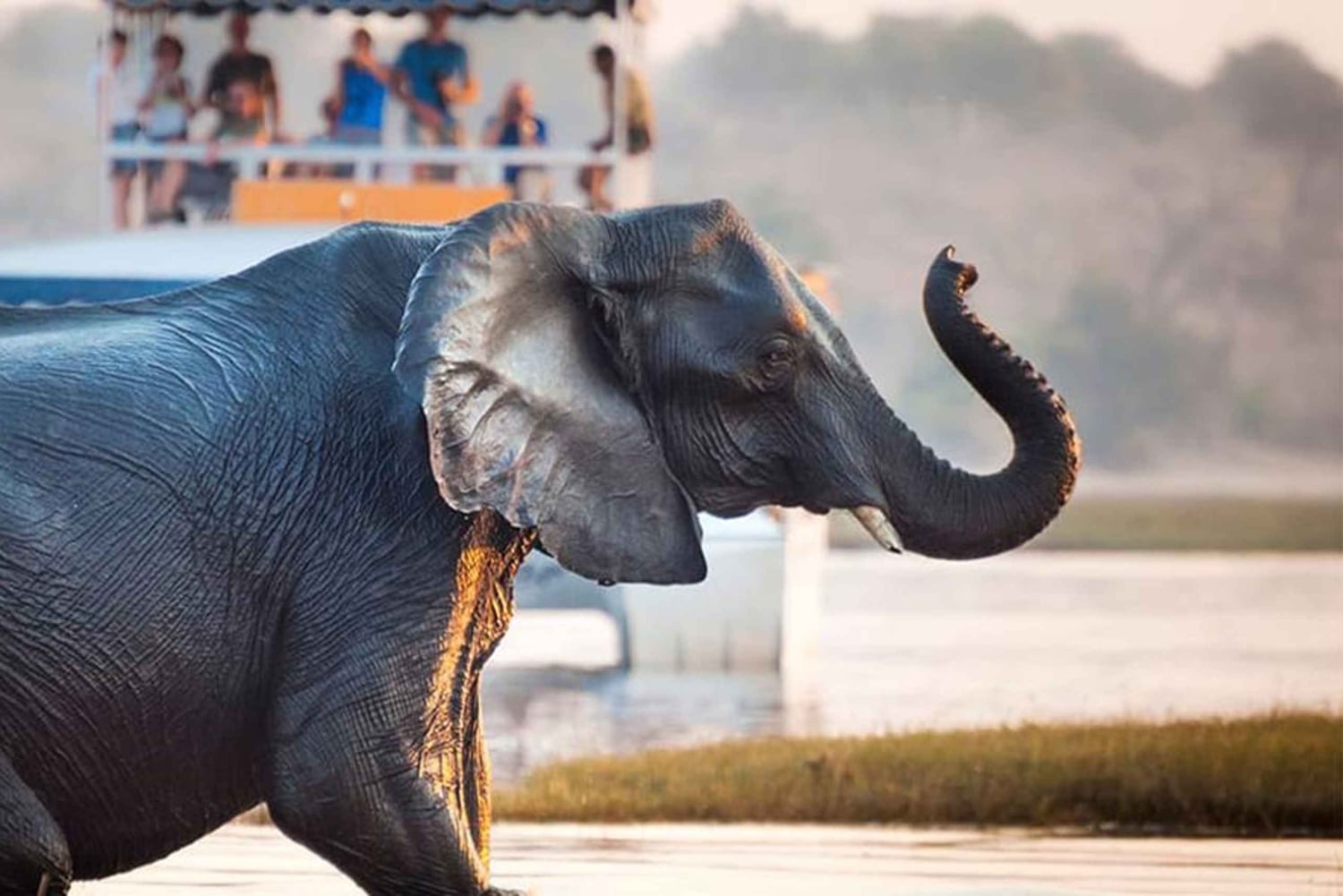 Chobe Safari: Boat Cruise, Game Drive & Chef Lunch