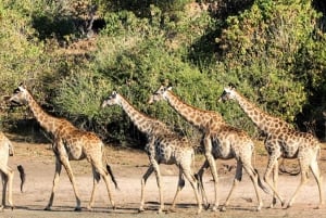 Chobe Safari: Boat Cruise, Game Drive & Chef Lunch