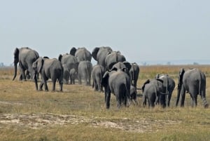 Excursion d'une journée au safari de Chobe depuis les chutes Victoria