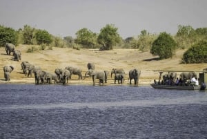 Excursion d'une journée au safari de Chobe depuis les chutes Victoria