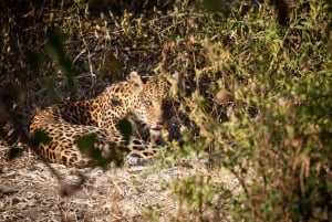 Excursión de un día al safari de Chobe desde las cataratas Victoria