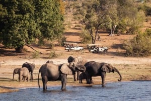 Chobe safari dagstur från Victoriafallen