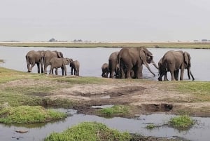 Dagsudflugt fra Victoria Falls: Chobe NP land- og flodsafari