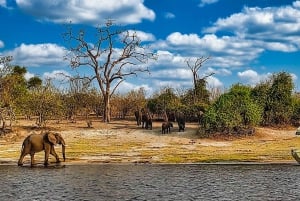 Dagsudflugt fra Victoria Falls: Chobe NP land- og flodsafari