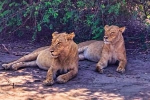 Dagsudflugt fra Victoria Falls: Chobe NP land- og flodsafari