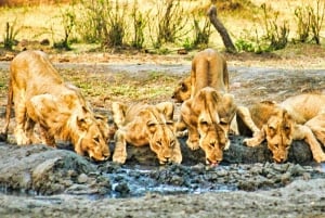 Dagsudflugt fra Victoria Falls: Chobe NP land- og flodsafari