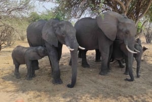 Dagsudflugt fra Victoria Falls: Chobe NP land- og flodsafari