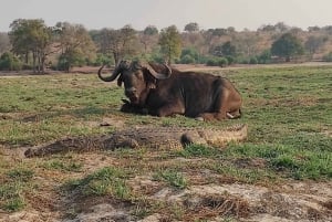 Dagsudflugt fra Victoria Falls: Chobe NP land- og flodsafari