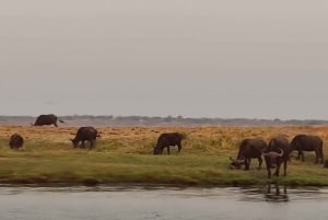 Dagsudflugt fra Victoria Falls: Chobe NP land- og flodsafari