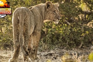 Dagsudflugt fra Victoria Falls: Chobe NP land- og flodsafari