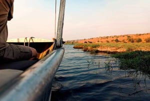 Dagsudflugt fra Victoria Falls: Chobe NP land- og flodsafari