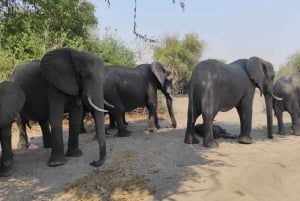 Dagsudflugt fra Victoria Falls: Chobe NP land- og flodsafari