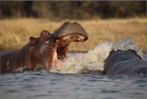 Ditshiping: Okavango Delta Dug Out Canoeing:3 Days Tour