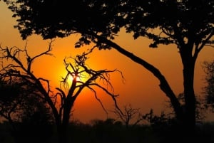 De Kasane: Safári de acampamento durante a noite no Parque Nacional de Chobe
