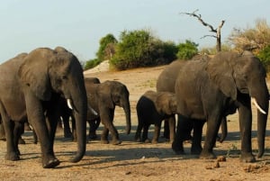 Z Kasane: Park Narodowy Chobe Nocne safari na kempingu