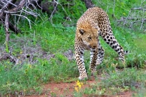 Kasanesta: Chobe National Park Yön yli kestävä leirintäsafari