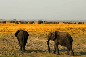 From Kasane: Chobe National Park Overnight Camping Safari