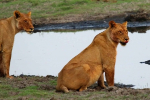 From Kasane: Chobe National Park Overnight Camping Safari