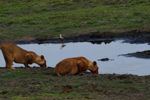 From Kasane: Chobe National Park Overnight Camping Safari