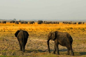 From Kasane: Chobe River Sunset Cruise