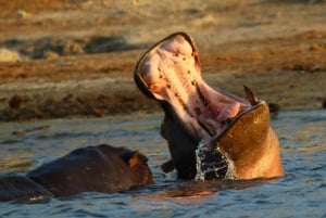 From Kasane: Chobe River Sunset Cruise