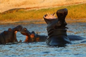 From Kasane: Chobe River Sunset Cruise