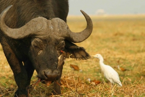 From Kasane: Chobe River Sunset Cruise