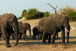 From Kasane: Chobe River Sunset Cruise