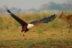 From Kasane: Chobe River Sunset Cruise