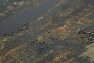 From Kasane: Helicopter Safari Flight (Chobe National Park)