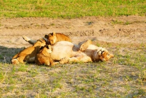 From Livingstone: Chobe National Park Day Trip with Lunch