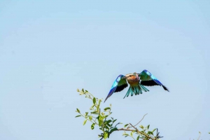 From Livingstone: Chobe National Park Day Trip with Lunch