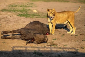 From Livingstone: Chobe National Park Day Trip with Lunch